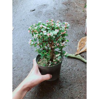 Đô La Thân Gỗ Bán Chạy