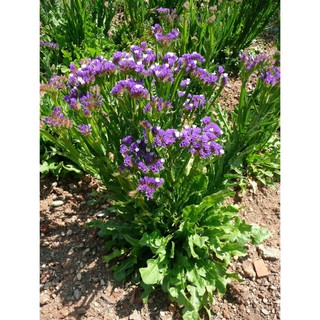 50 hạt giống hoa salem nhiều màu