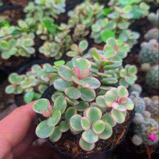 Sen Đô La Trắng ( hàng miền bắc săn chắc khoẻ đẹp)