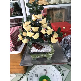 cây thỏi vàng ngọc hoàng long