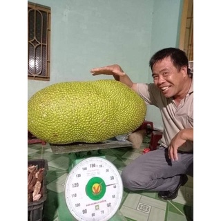 Giống Mít ruột đỏ Indonesia siêu sớm