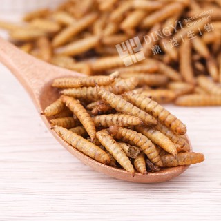 wax worm ( sâu sữa /sáp ) sấy khô cho hamster/sóc/chim