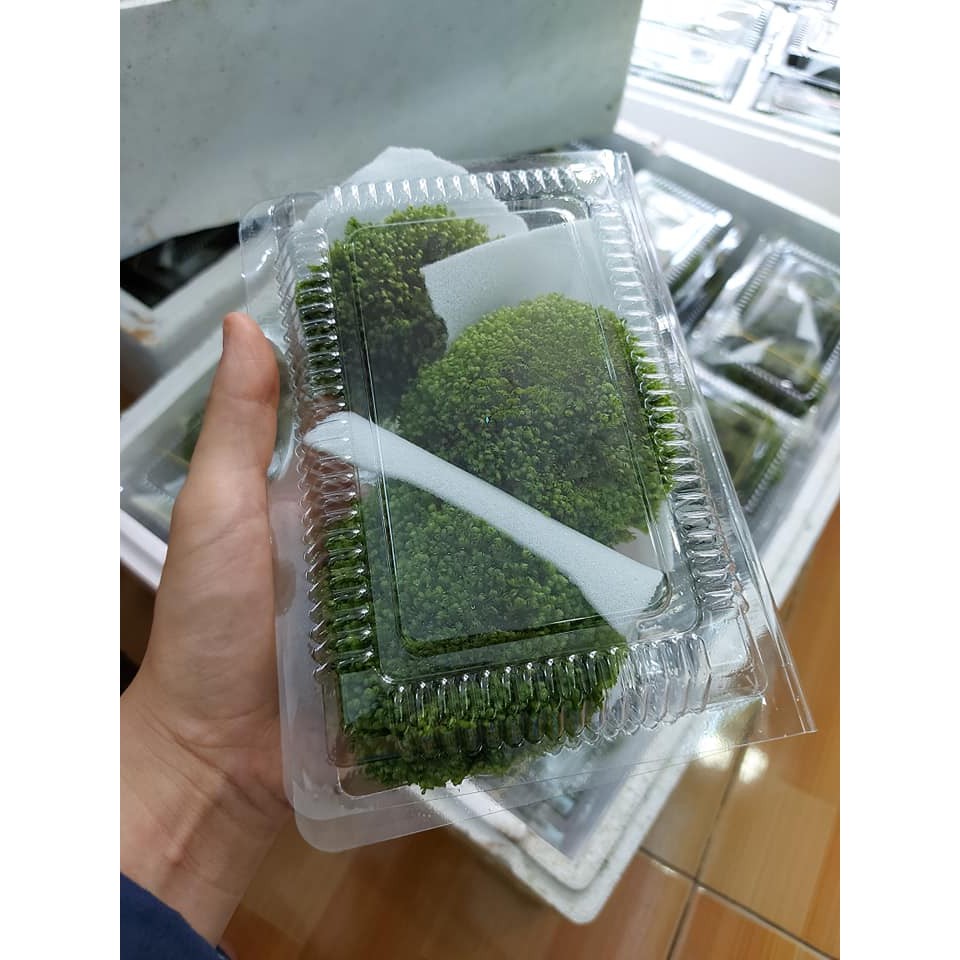 Rêu Mini Fiss Bám Đá loại lớn- Mini Fiss Viên Thuỷ Sinh - viên rêu minifiss - trang trí bể thủy sinh - bể tép