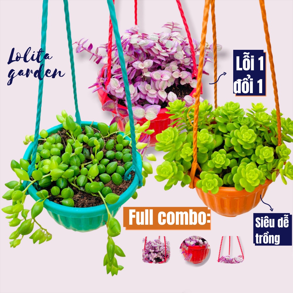 Combo 3 loại sen đá sedum trồng chậu treo Đà Lạt size 9cm cây cảnh trang trí nhà cửa Lolita garden
