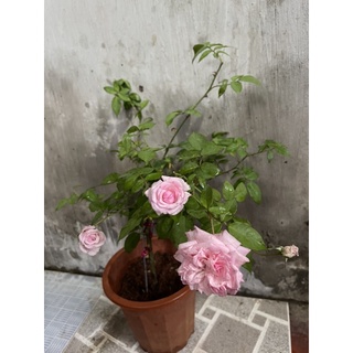 Hồng cổ sa pa nguyên bản dáng tree mini