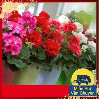 Hạt giống hoa phong lữ thảo