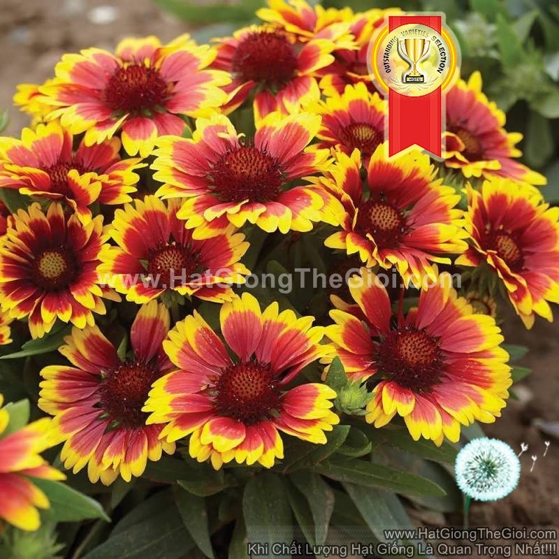 50h Hạt Giống Hoa Cúc Công Chúa Arizona Sun (| -KD: B36*X66)