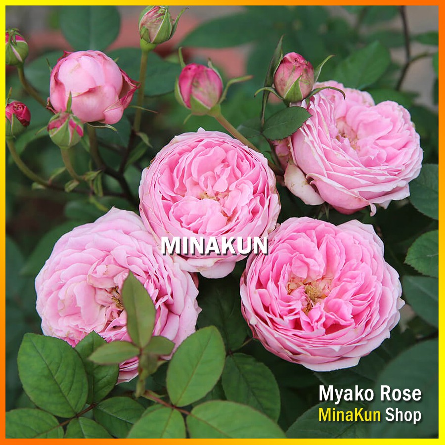 Hoa hồng ngoại Miyako hoa chùm siêng hoa cực đẹp - MinaKun Shop