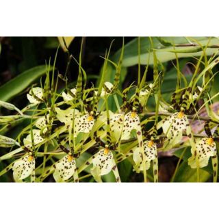 Lan Vũ nữ nhện xanh