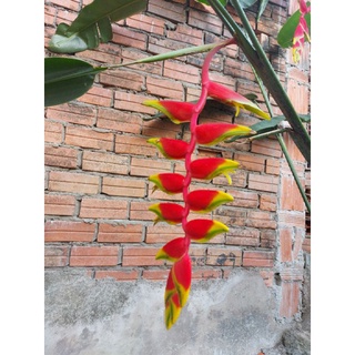 Cây hoa chuối páo, chuối mỏ phượng