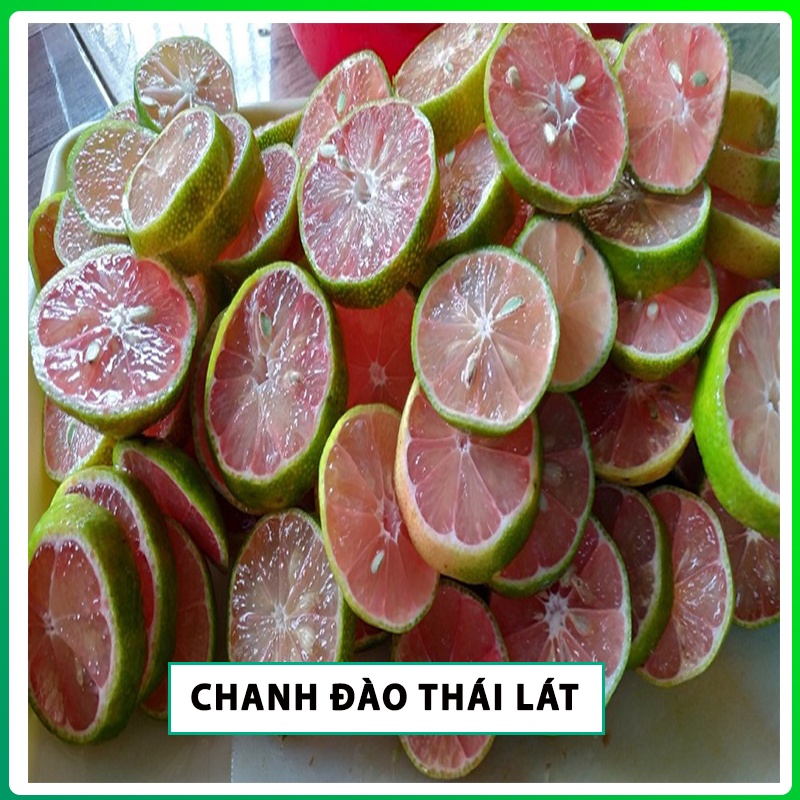 Cây Chanh Đào ruột đỏ ,cây giống Chanh Đào ruột đỏ kèm bầu đất cai từ 30-50cm cho mọng nước to tròn