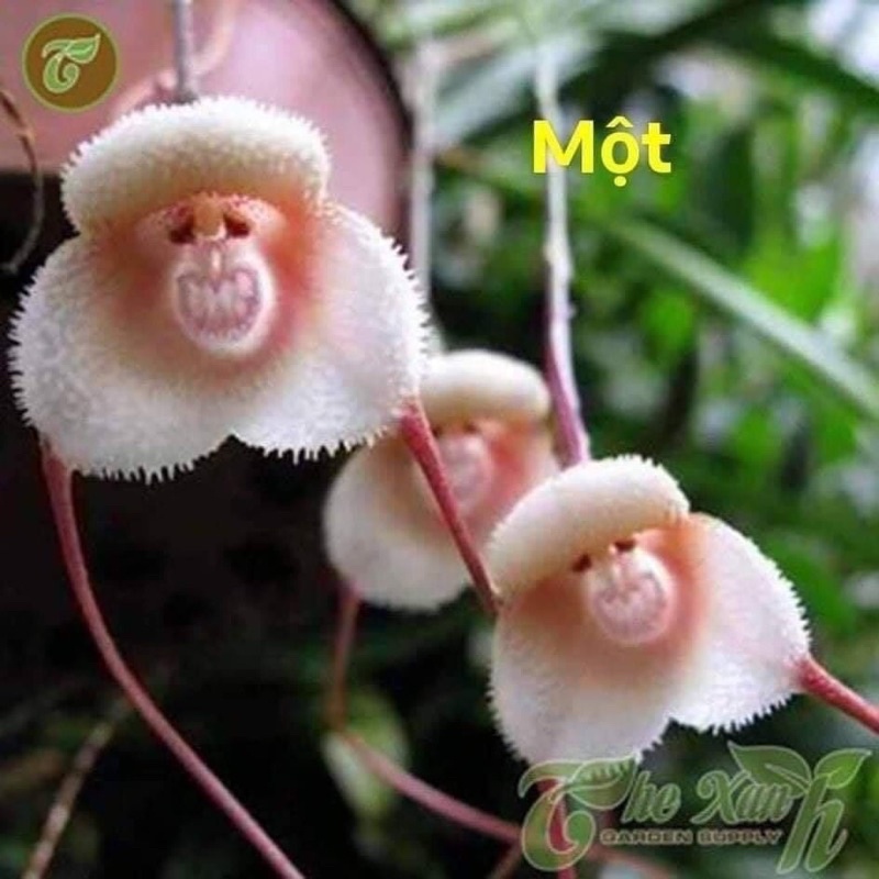 Hoa lan mặt khỉ