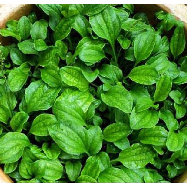 Hạt giống cây mã đề - Gói 2gram