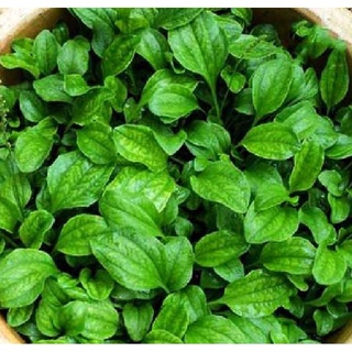 Hạt giống cây mã đề - Gói 2gram