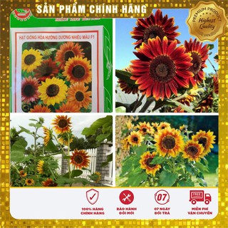HẠT GIỐNG HOA HƯỚNG DƯƠNG NHIỀU MẦU LUCKY SEEDS - 30 hạt