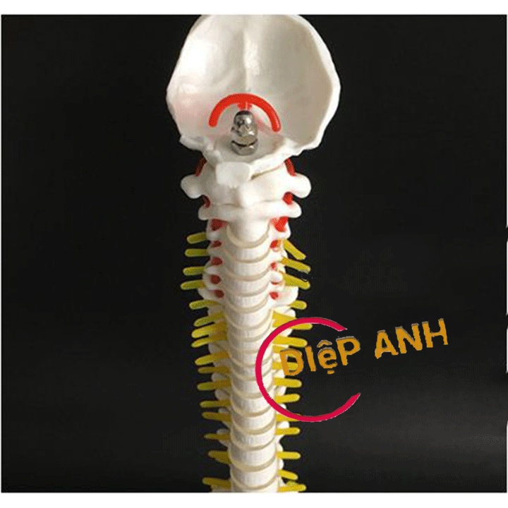 Mô hình xương cột sống cao 45cm- Mô hình giải phẫu cột sống