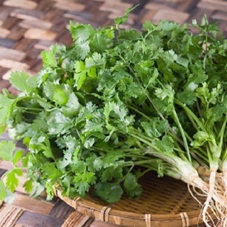 hạt giống ngò rí (rau mùi)- gói 20gr