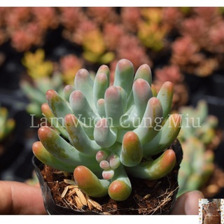 Sen Đá Thạch Ngọc Mỹ 🩸🩸🩸 Size Bầu