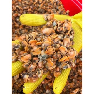 RUỘT SÒ HUYẾT QUẢNG NINH KHAY 500GR
