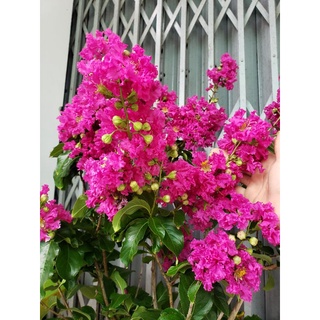 bằng lăng thái siêu bông cây lớn
