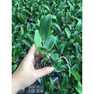 TNX33 - Lan Cattleya Hoa Đại White Diamond - Cây Con