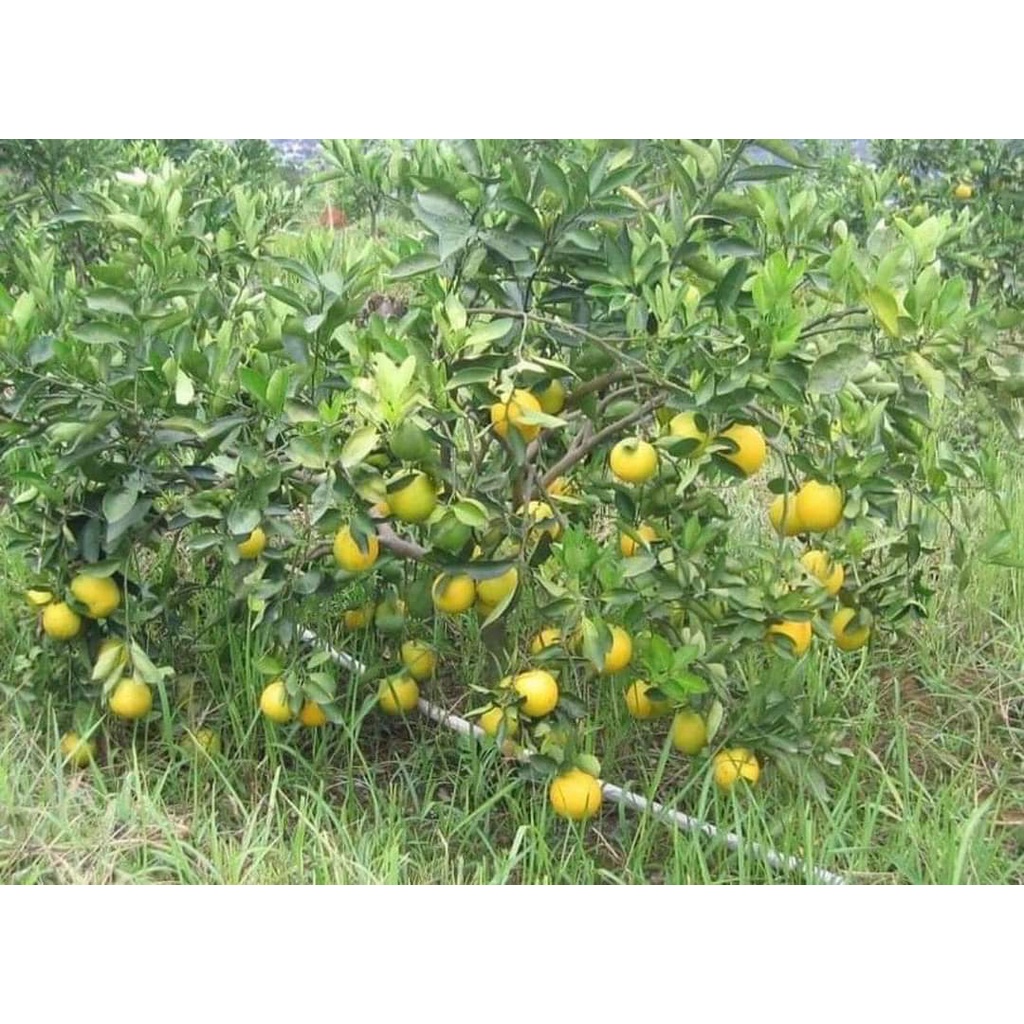 CÂY GIỐNG CAM CARA  KHÔNG HẠT