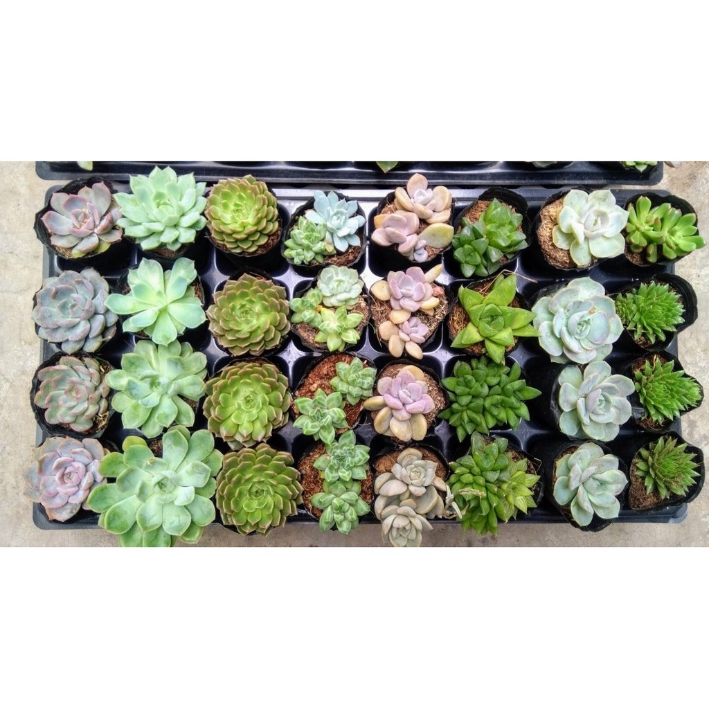 Combo 5 cây sen đá 5-8cm ngẫu nhiên + Gói 500g đất trồng🌵FREESHIP🔥Đã thuần khí nóng🌟  Bao đẹp