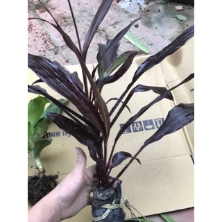 Cây huyết dụ 2 cây