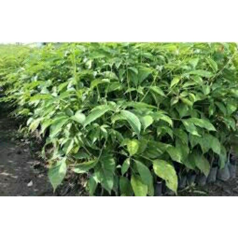 Cây Kèn Hồng đẹp cao 70-80cm.
