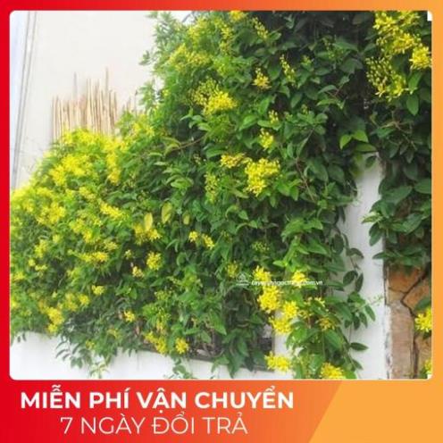 Cây hoa mai hoàng yến thân leo hoa vàng nở hoa quanh năm (ảnh thật số 2) -Tặng Kèm Phân Bón