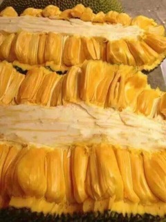 Cây giống Mít Malaisia