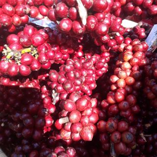 500g cà phê hạt rang mộc Xuân Dương