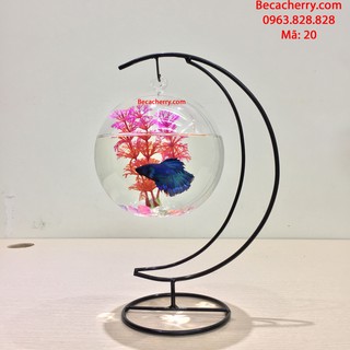 Bể cá mini cung trăng 20
