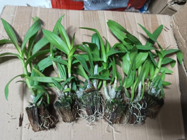 Hoa lan denro mini đủ màu