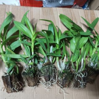 Hoa lan denro mini đủ màu