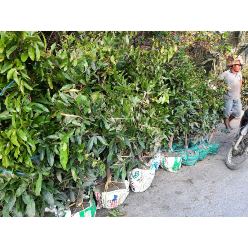 Mai lá trồng lại