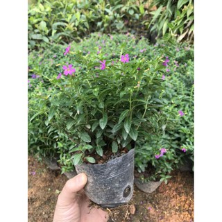 Hoa cẩm tú mai tím