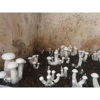 combo 5 phôi nấm đùi gà trắng