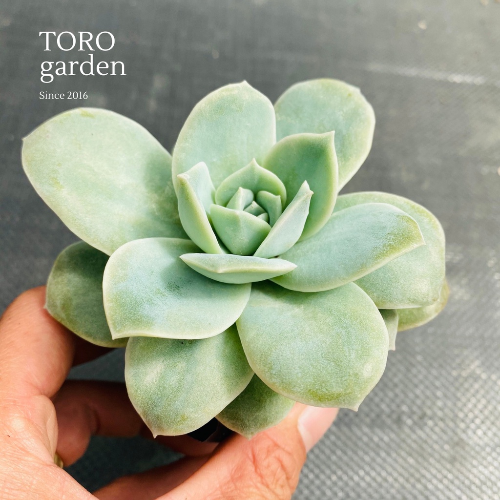 Sen đá hồng hà lan lá lớn Đà Lạt size bé cây cảnh trang trí nhà cửa Toro garden