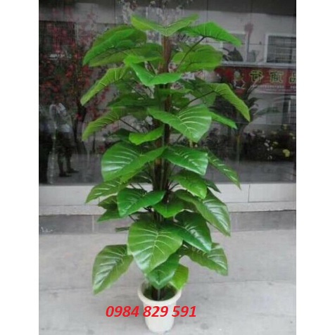 Trầu bà leo cột 1.6m, cây lá to, tán dày-Cây giả