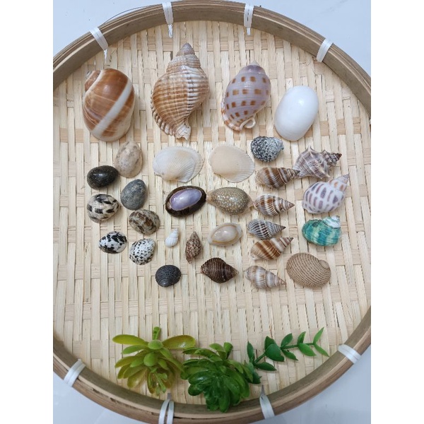 Bộ sưu tập 30 vỏ ốc biển ngẫu nhiên.Phụ kiện trang trí.OMH Biên Hòa.