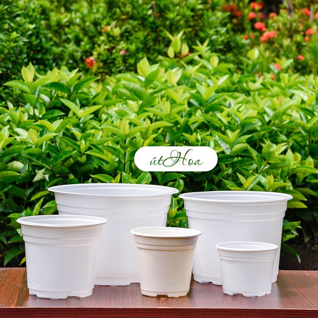 [ Sỉ từ 20 cái Chậu nhựa trắng T20 (20x15 cm) trồng cây, trồng hoa Nhựa cao cấp