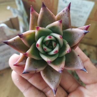 Sen đá đế vương đỏ