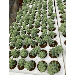 Sen đá vỉ chuỗi Ngọc bi 🌱🌱🌱
