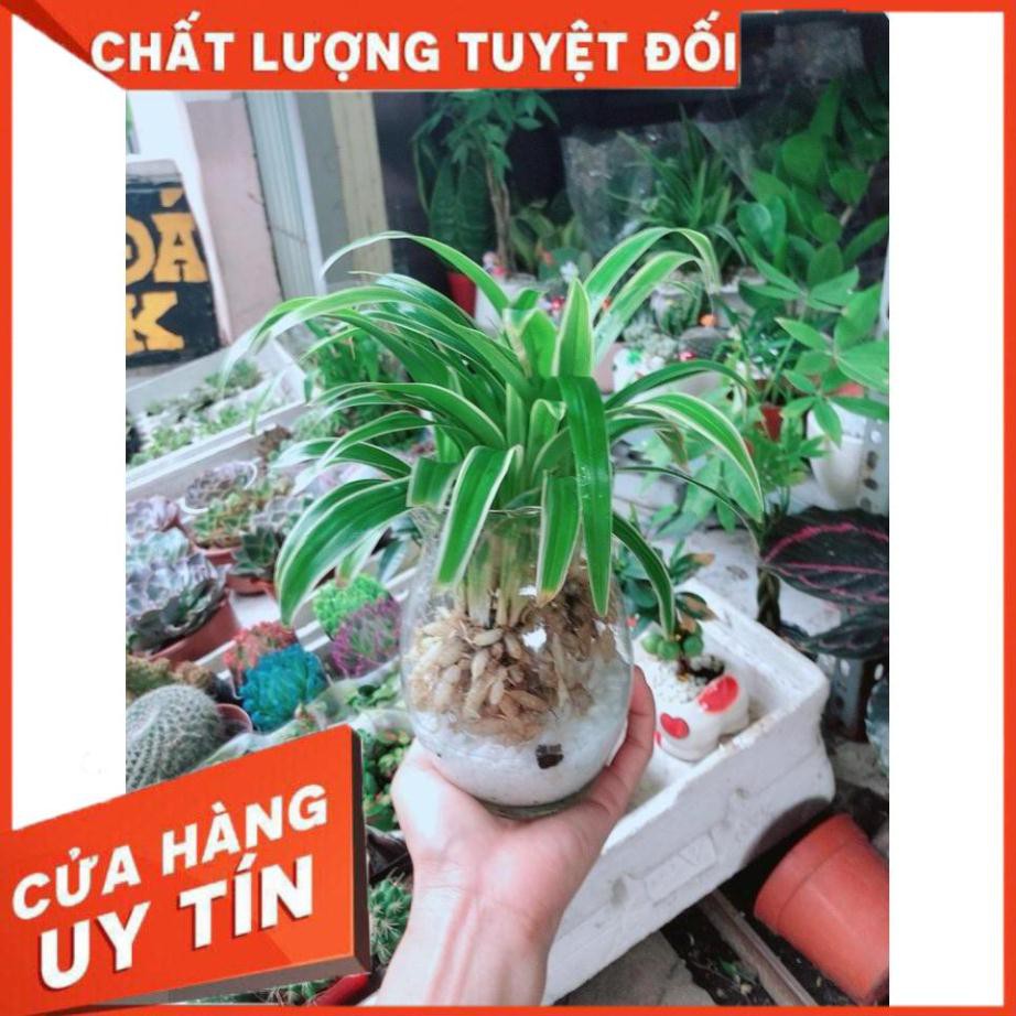 Chậu Lan Chi Thủy Sinh Nhiều Người Mua (Dây Nhện)