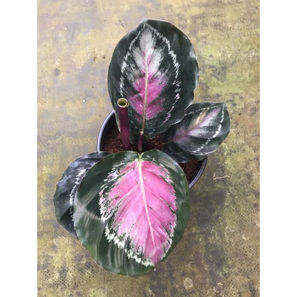 Calathea Maranta rosa - đuôi công lạ, đẹp mắt