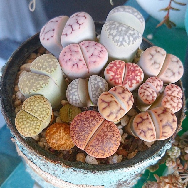 [MUA 10 TẶNG 1] SEN ĐÁ LITHOPS (SEN MÔNG; THẠCH LAN)