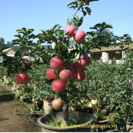 Hạt giống táo đỏ lùn gói 10 hạt - tặng kèm 3 viên nén kích thích ươm hạt