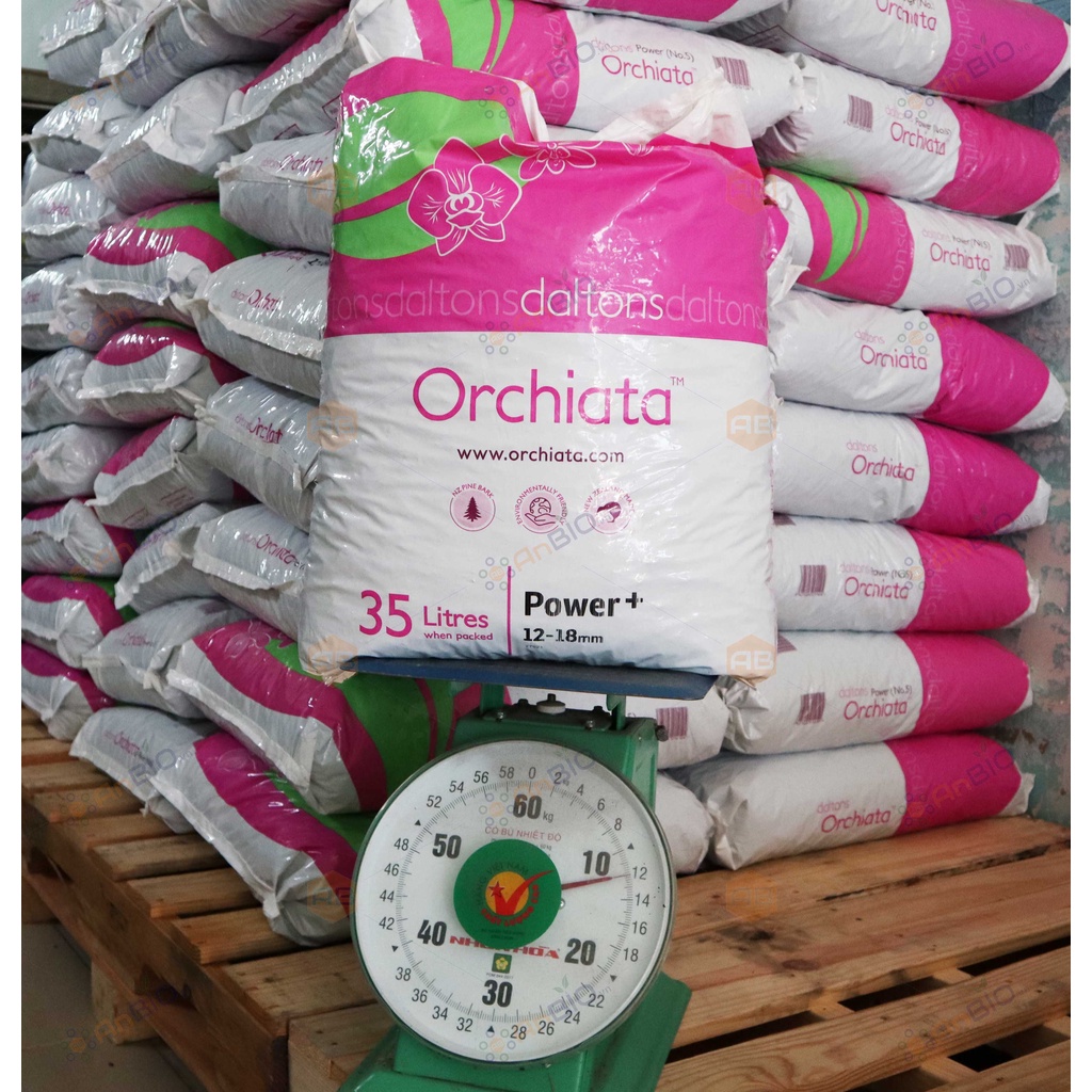 VỎ THÔNG ORCHIATA (Size 6-9mm)