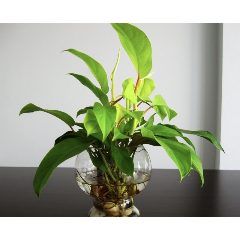 Trầu bà trụ lá vàng dài/ Philodendron Lemon Lime
